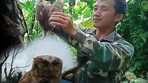 Hunting easy trap owl method วางกับดักนกเค้ากีนตัวนกน้อย