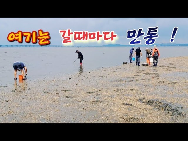 모래속에 숨어있는 소라를 오늘은 얼마나 잡을까!