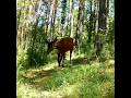 Cerf en velours