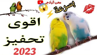 هدا الصوت يحفز طيور البادجي على التزاوج - Mated budgies birds