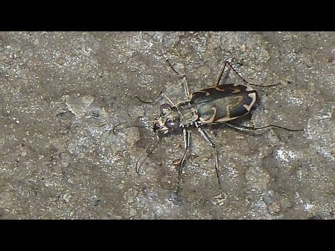 Salt Creek Tiger Beetles: Science on the SPOT - QUEST Nebraska