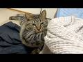 おそらく飼い主より遥かに知能が高い狂暴猫...