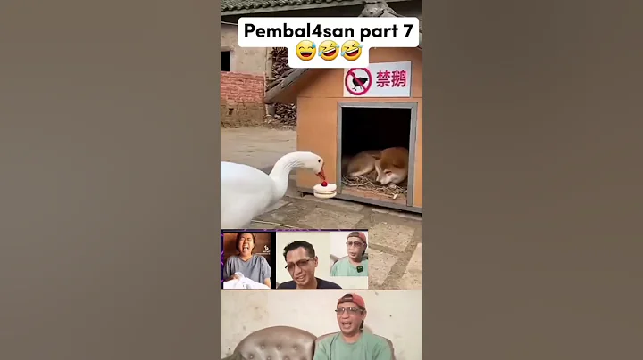 Video 11741781: cat vs dog funny, laugh cats dogs funny, laugh cats funny animal, loud funny cat