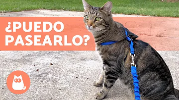 ¿Es cruel pasear a un gato?