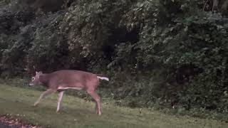 Deer wasn’t scared at all. Thought for a second the deer would charge me….. by Philately, Nature and Tech 273 views 7 months ago 2 minutes