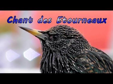 CHANT de 'ETOURNEAU à la Tour Eiffel - YouTube