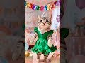 Cute Cat Happy Birthday Dress Fashion Show🎀#catshorts #catfashion #cutecatshorts #cutecat #catlover