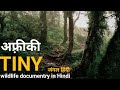 Tiny forests - हिंदी डॉक्यूमेंट्री ! Africa wildlife documentry in Hindi