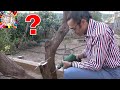 Matkap İle Aşı Nasıl Yapılır? (Grafting tree with drill)