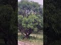 45 LAKH 900 GAJ IN DEHRADUN Near Horawala DOON GREEN FARMS Land Plot 9971118295 45 LAKH 900 GAJ IN DEHRADUN Near Horawala DOON GREEN FARMS Land Plot 9971118295