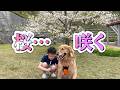 満開の桜 #桜 #散歩