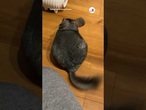 チンチラのシッポに釘付け😳✨｜PECO #チンチラ #チンチラ大好き #エキゾチックアニマル #chinchilla #chinchillalove #exoticanimals