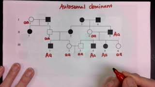 Pedigree Tutorial