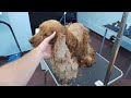 Grooming A Matted Cocker Spaniel With Flees