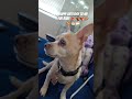 It's My fur babies birthday 🎂🥳love him so much 💗#happybirthday #furbaby #blessed happy birthday baby