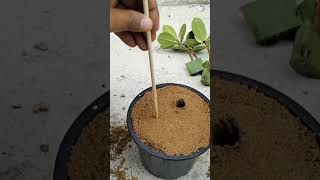 How To Cuttings Branch Flowers With Aloe Vera Get Roots
