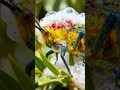 ¡EL SALTAMONTES TÓXICO! 🦗🌈 Langosta de Madagascar: Química de Combate #animals #datoscurisos