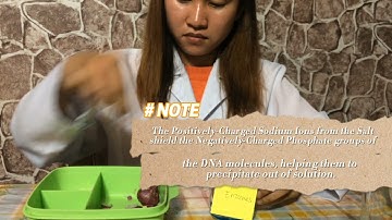 DNA Isolation from the Onion