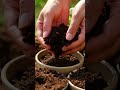 Tiny Space Gardening Hack 🌿 Grow Vegetables at Home