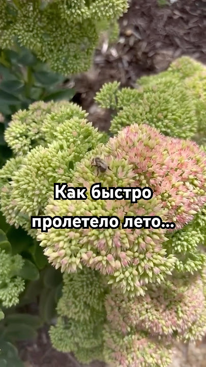 Yosh qizning dumbasi