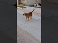 #a la perrita se le juntaron los novios
