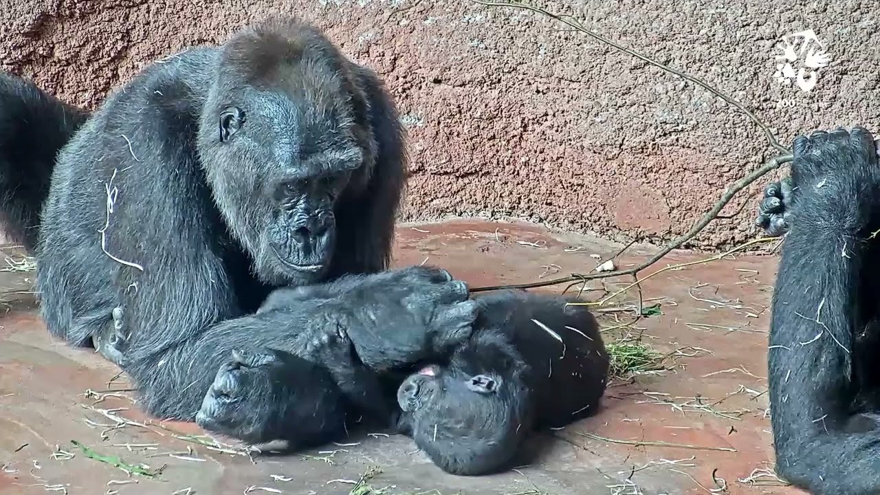 Nejstarší Kamba s nejmladší Gaiou