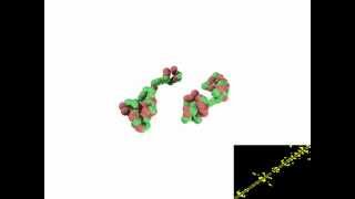 Two HP Polymers Binding Together