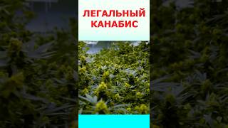 В Германии легализован канабис/Как пополнить госбюджет