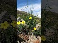 Восточные Саяны природа Шумака