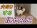 イタズラで犬みたいに穴掘りを始めた猫がこちら
