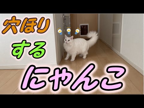 ふわふわにゃんこの雨と雪