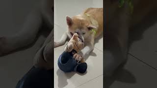 Playing Dog #dog #cutebaby #viral #cat #cute