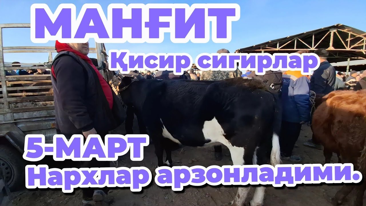 ✅МАНГИТ ҚИСИР 🐂МОЛАР НАРХЛАРИ БИЛАН ТАНИШНГ 2026 обуна бўлип кетинг 🙏🙏🙏✅