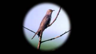 ＢｉｒｄＬｉｓｔｅｎｉｎｇ:ホトトギス　特許許可局！