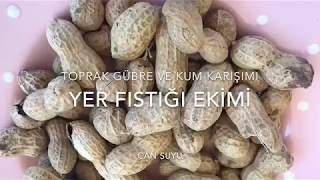 Yer fıstığı ekimi/ toprak nasıl hazırlanır/ yer fıstığı ne zaman dikilir