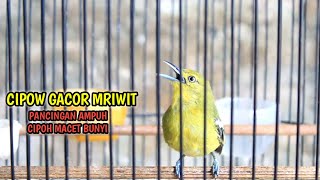 BURUNG CIPOH GACOR FULL MRIWIT | SIRDUNG GACOR  CIPOH GACOR  CIPOW GACOR PANCINGAN AMPUH CIPOH MACET