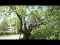 Прогулки за Киев. Дуб Грюнвальда - самый старый дуб Киева и Национальное Дерево Украины
