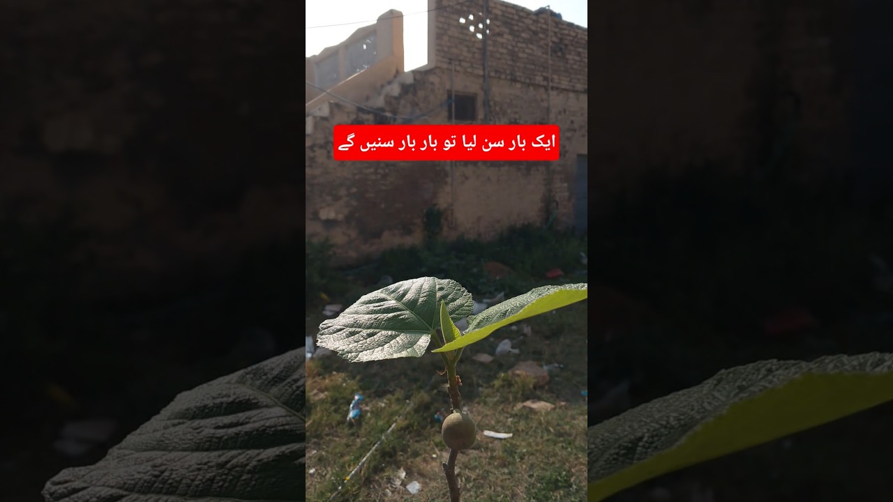 ایک بار سن لیا تو بار بار سنیں گے