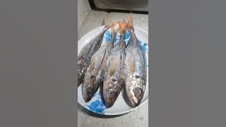 Download lagu Salt sprinkle to the fish #satisfying #shorts