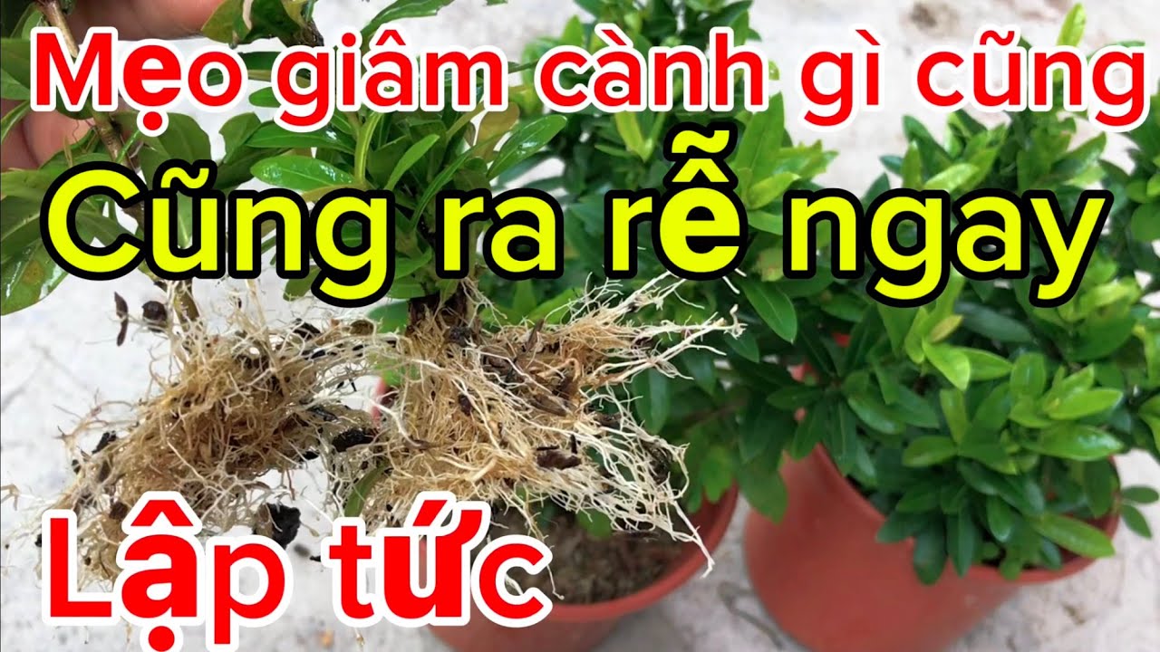 Just do this way, any cutting will grow roots, very few people know. - youtube
