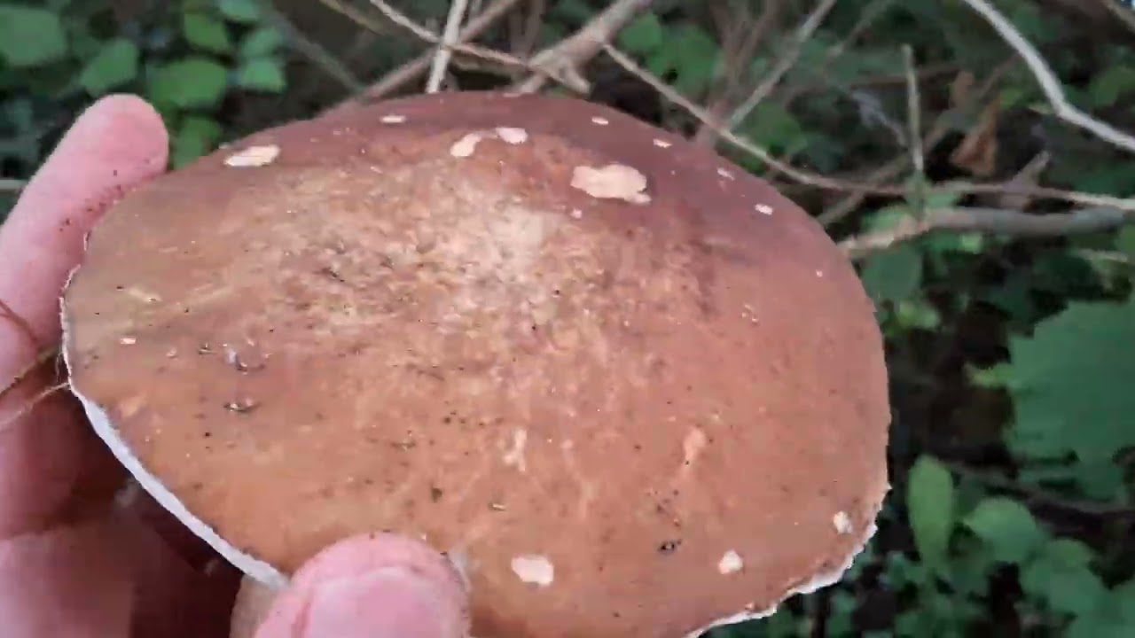 Cèpes 2025  (12/09/2025) : la nouvelle pousse est arrivée !! 😎😉😊