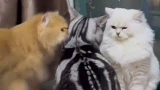 Cat Whispers To Cat To Beat The Other Cat | Best Cat Videos & Cat Memes #7