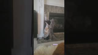 У Меня Живёт Куница