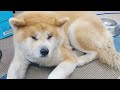 秋田犬会館配信！