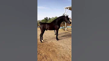 Black Super Arabian Stallion حصان اسود مميز عربي أصيل 