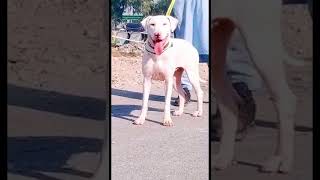Bully Kutta Bull Terrier Gultair