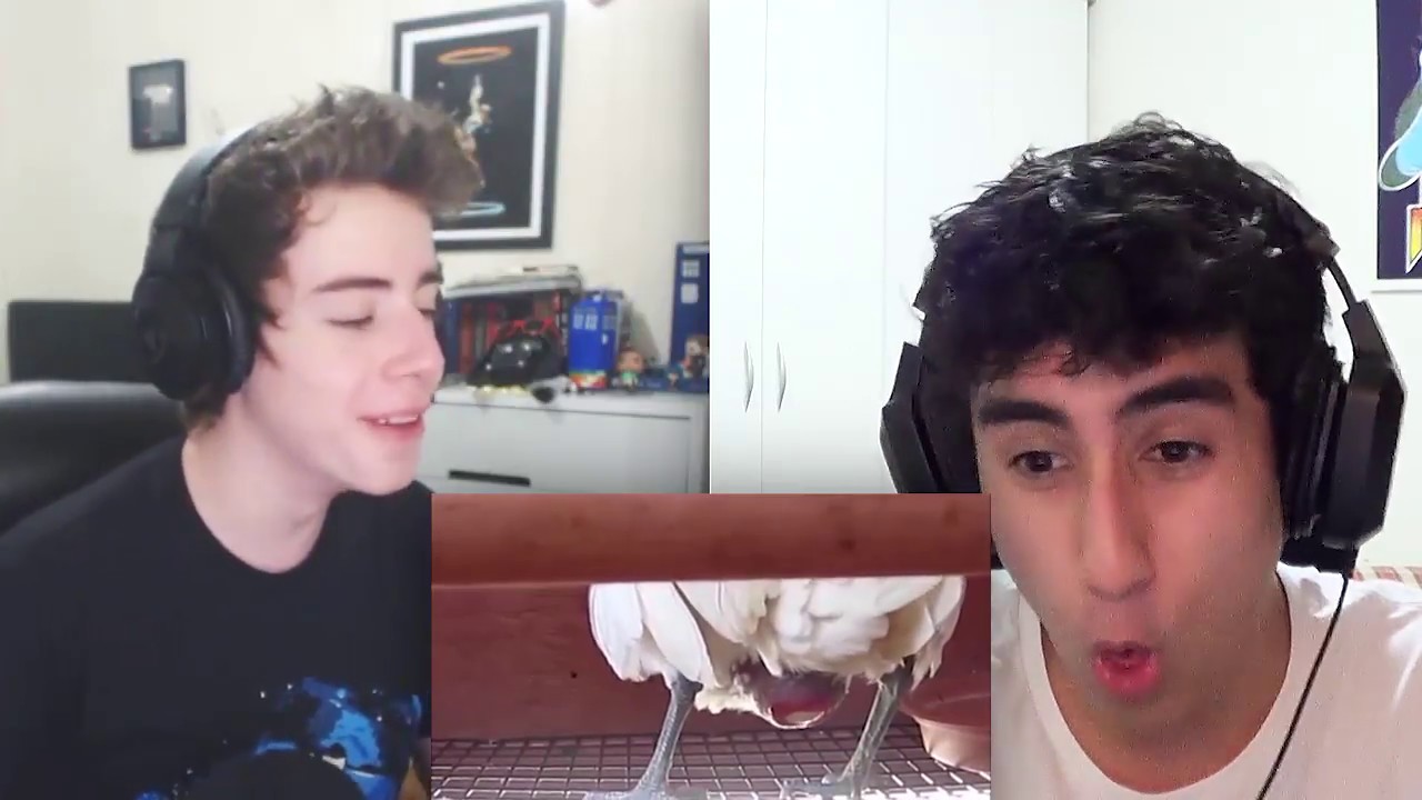 ASSISTINDO UMA GALINHA BOTANDO OVO nick valentine brotherhood of steel