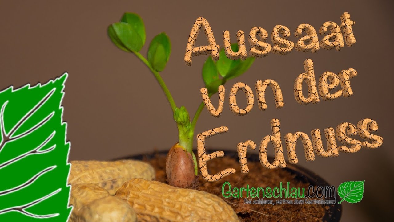 Erdnüsse selbst anbauen: Aussaat, Wärme und Topfgröße
