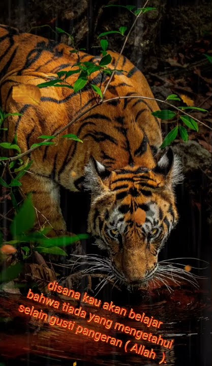 story wa macan. always positif #shorts