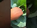 #orto autunnale: cosa coltivare #mattthefarmer #ortoautunnale #ortoinvernale